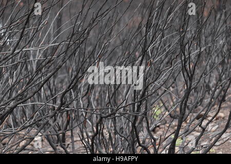 Aftermath of the 2016 Madeira forest fire, Rabacal mountains, Madeira, Portugal Stock Photo