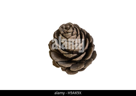 Pinecorn on the white background isolated with clipping path Stock Photo