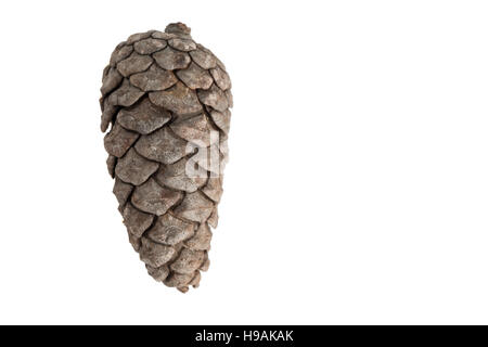 Fresh baked homemade pound, butter cake in loaf pan on slate stone plate  decor by pinecorn and walnuts Stock Photo - Alamy