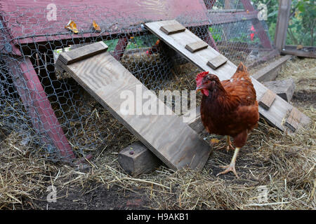 A Rhode Island Red chicken walking around a chicken coop Stock Photo