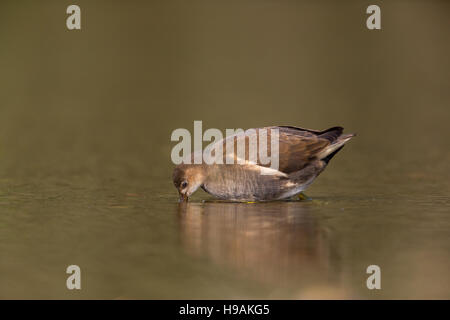 young common moorhen (Gallinula chloropus) standing in the water Stock Photo