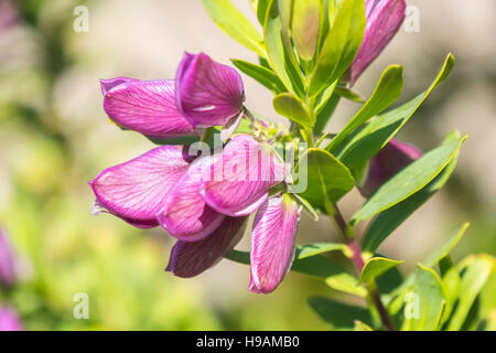 Polygala myrtifolia, Polygalaceae Stock Photo