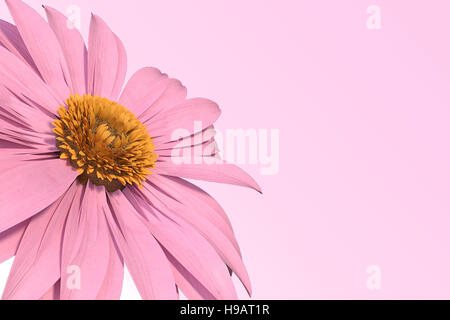 3D rendering of pink gerbera daisy on pink Stock Photo