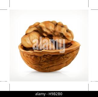 Walnut in shell, vector icon Stock Vector
