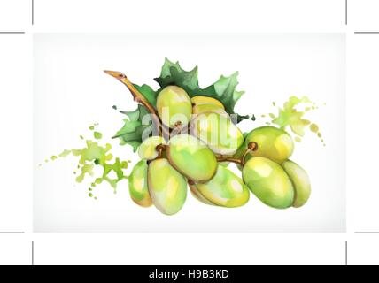 Watercolor painting, grapes, vector illustration, isolated on a white background Stock Vector