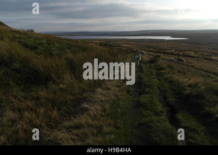 Sheep on path descending from north end Ovenden Moor towards Warley Moor Reservoir, South Pennines, Halifax, West Yorkshire, UK Stock Photo