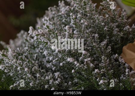 Snow frost tipped calluna heather winter foliage for decoration or planting Stock Photo