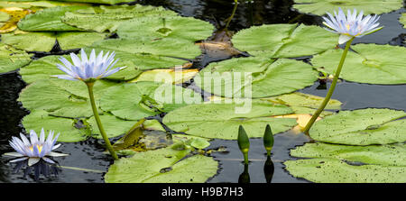 Pond with blue flowered water lilies in bloom. Stock Photo