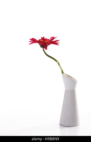 Gerbera flower in a vase Stock Photo