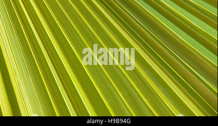 Structure of a palm leaf Stock Photo