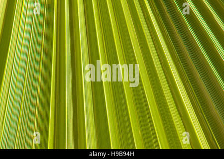 Structure of a palm leaf Stock Photo