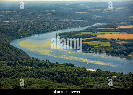 Aerial view, waterweed Elodea, Lake Baldeney, Essen, Ruhr district, North Rhine-Westphalia, Germany Stock Photo