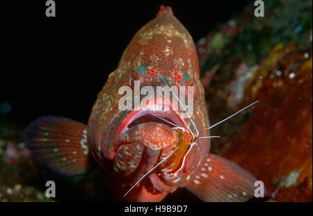 Tomato Rockcod (Cephalopholis sonnerati), Tulamben, Bali, Indonesia Stock Photo