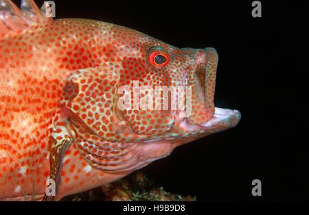 Tomato Rockcod (Cephalopholis sonnerati), Tulamben, Bali, Indonesia Stock Photo