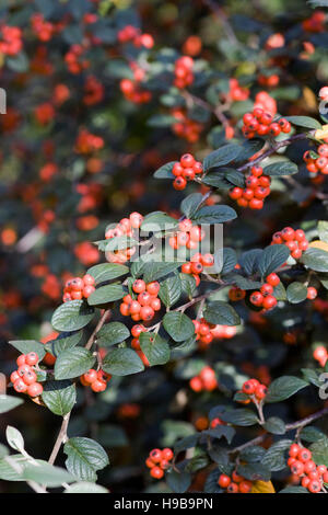 Cotoneaster franchettii berries in Autumn. Stock Photo