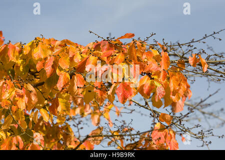 Parrotia persica leaves in autumn. Stock Photo