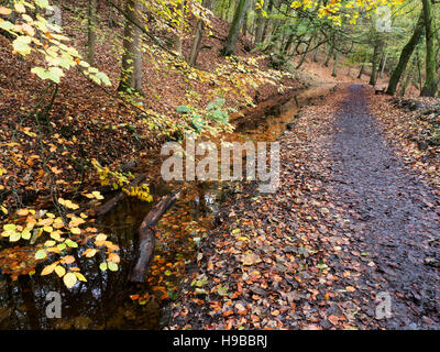 Footpath through Skipton Castle Woods in Autumn Skipton North Yorkshire England Stock Photo