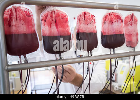 Hamburg, Germany. 17th Nov, 2016. An employee hangs up bags of donated blood for filtration in the manufacturing department of the DRK North East blood donation service in Luetjensee near Hamburg, Germany, 17 November 2016. Photo: Christian Charisius/dpa/Alamy Live News Stock Photo