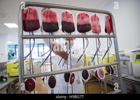 Hamburg, Germany. 17th Nov, 2016. An employee hangs up bags of donated blood for filtration in the manufacturing department of the DRK North East blood donation service in Luetjensee near Hamburg, Germany, 17 November 2016. Photo: Christian Charisius/dpa/Alamy Live News Stock Photo