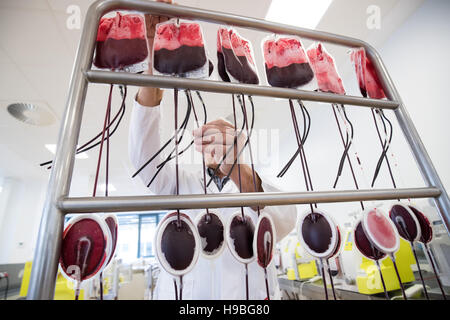 Hamburg, Germany. 17th Nov, 2016. An employee hangs up bags of donated blood for filtration in the manufacturing department of the DRK North East blood donation service in Luetjensee near Hamburg, Germany, 17 November 2016. Photo: Christian Charisius/dpa/Alamy Live News Stock Photo