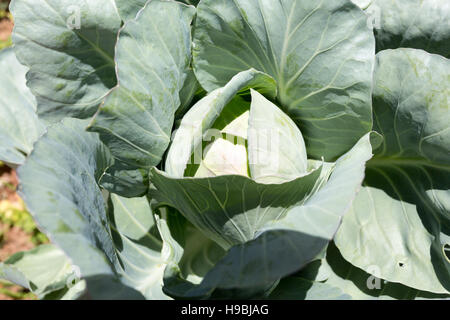 Asuncion, Paraguay. 21st November, 2016. Cabbage plant growing under the brightly sun is seen during sunny day in Asuncion, Paraguay. Credit: Andre M. Chang/Alamy Live News Stock Photo