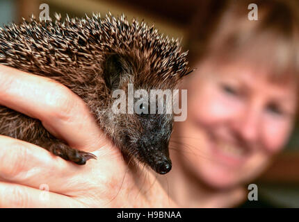 Neuzelle, Germany. 21st Nov, 2016. Simone Hartung from the hedgehog station in Neuzelle holding a small hedgehog in Neuzelle, Germany, 21 November 2016. Simone and Klaus Hartung have been running a private hedgehog station for 7 years. The married couple take care of hedgehogs which are injured, ill or too small. The hedgehogs are currently due to hibernate. Photo: Patrick Pleul/dpa-Zentralbild/ZB/dpa/Alamy Live News Stock Photo