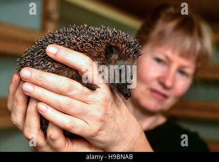 Neuzelle, Germany. 21st Nov, 2016. Simone Hartung from the hedgehog station in Neuzelle holding a small hedgehog in Neuzelle, Germany, 21 November 2016. Simone and Klaus Hartung have been running a private hedgehog station for 7 years. The married couple take care of hedgehogs which are injured, ill or too small. The hedgehogs are currently due to hibernate. Photo: Patrick Pleul/dpa-Zentralbild/ZB/dpa/Alamy Live News Stock Photo