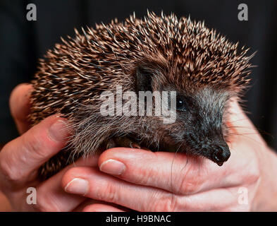 Neuzelle, Germany. 21st Nov, 2016. Simone Hartung from the hedgehog station in Neuzelle holding a small hedgehog in Neuzelle, Germany, 21 November 2016. Simone and Klaus Hartung have been running a private hedgehog station for 7 years. The married couple take care of hedgehogs which are injured, ill or too small. The hedgehogs are currently due to hibernate. Photo: Patrick Pleul/dpa-Zentralbild/ZB/dpa/Alamy Live News Stock Photo