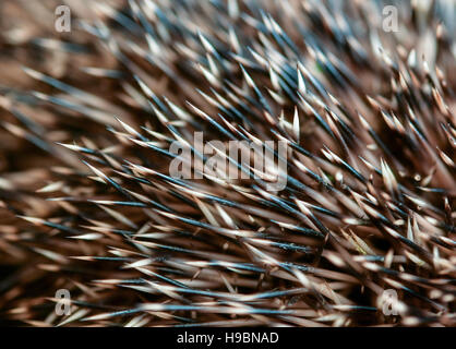 Neuzelle, Germany. 21st Nov, 2016. A close-up picture of a hedgehog's spines at Simone Hartung's hedgehog station in Neuzelle, Germany, 21 November 2016. Simone and Klaus Hartung have been running a private hedgehog station for 7 years. The married couple take care of hedgehogs which are injured, ill or too small. The hedgehogs are currently due to hibernate. Photo: Patrick Pleul/dpa-Zentralbild/ZB/dpa/Alamy Live News Stock Photo