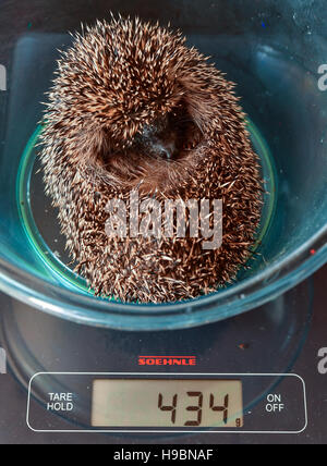 Neuzelle, Germany. 21st Nov, 2016. A small hedgehog weighing 434 grams on a weighing scale at Simone Hartung's hedgehog station in Neuzelle, Germany, 21 November 2016. Simone and Klaus Hartung have been running a private hedgehog station for 7 years. The married couple take care of hedgehogs which are injured, ill or too small. The hedgehogs are currently due to hibernate. Photo: Patrick Pleul/dpa-Zentralbild/ZB/dpa/Alamy Live News Stock Photo