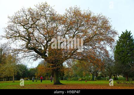 Finsbury Park, London, UK. 22nd Nov, 2016. Autumnal colours - fallen autumnal leaves on wet ground at Finsbury Park. Credit:  Dinendra Haria/Alamy Live News Stock Photo