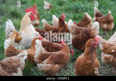 Chickens of the Lohmann Brown breed pictured in an open-air enclosure near Bad Soden-Altenhain, Germany, 22 November 2016.  Around 193 animals from a Bioland company live here. The Hessian environment ministry has issued a requirement to keep poultry indoors due to the risk of bird flu. Photo: Arne Dedert/dpa Stock Photo