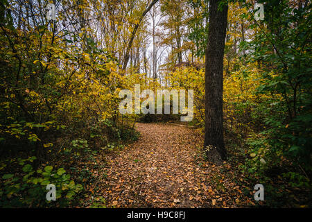 Autumn color along a trail at Wye Island, Maryland. Stock Photo