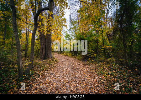 Autumn color along a trail at Wye Island, Maryland. Stock Photo