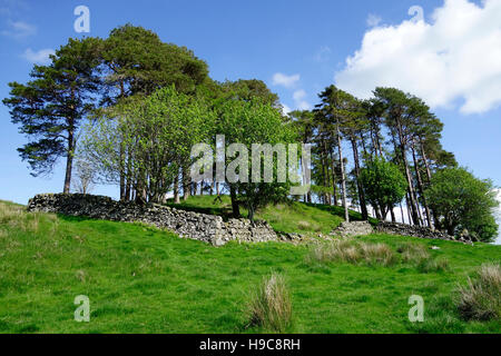 Enclosure of Trees at Bardennoch Hill, Nr Moniaive Village, Nithsdale, Dumfries and Galloway, Scotland, UK Stock Photo
