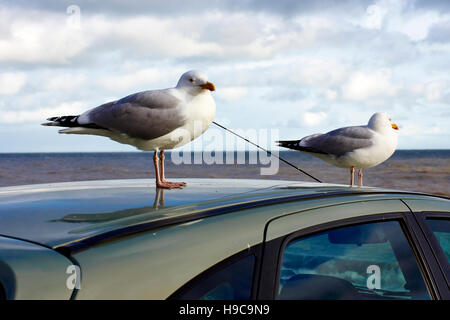 Two sea gulls on the roof of a parked car by the sea in Hastings, East Sussex Stock Photo