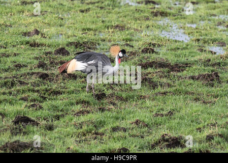 A single Grey Crowned Crane feeding on marsh at Amboseli in Kenya Stock Photo