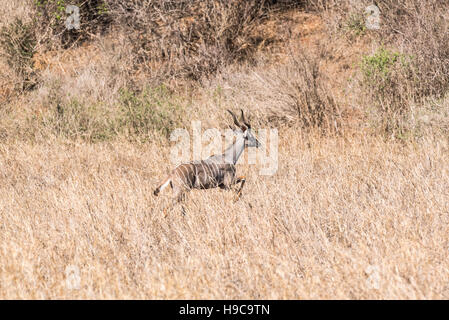 A Lesser Kudu running Stock Photo