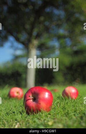 Fallen malus niedzwetskyana (Niedzwetzky's apple) apples in the walled garden at Cannon Hall, Barnsley,  Yorkshire England UK Stock Photo
