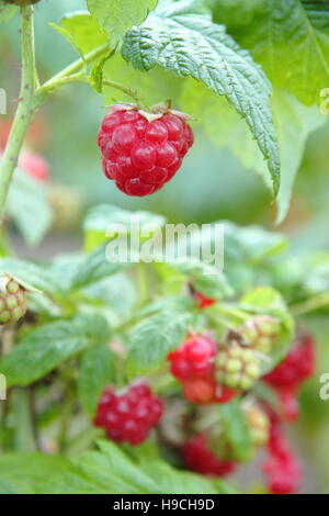 Sun ripenend 'Autumn Bliss' (rubus idaeus) raspberry fruit on the cane in a traditional English kitchen garden in September Stock Photo