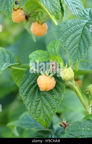 Sun ripened Rubus idaeus 'All Gold' raspberry fruits on the cane in a traditional English kitchen garden   in September Stock Photo