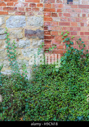 Wall climbing ivy and green covering plants on red brick and stone wall Stock Photo