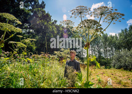 A man in West Sussex, encountering the giant hogweed near the Wey and Arun Canal at Loxwood, West Sussex. Stock Photo
