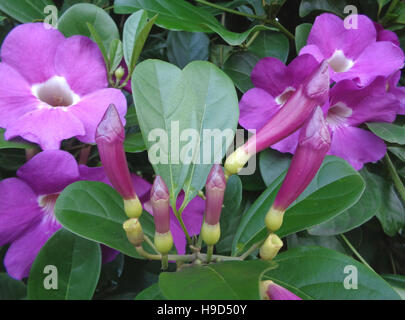 Closed up bunch of bright purple blooming flowers and flower bud with green leaves Stock Photo