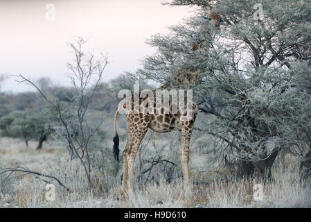 Close view of Namibian giraffe eating thin green tree leaves at savanna woodlands of Etosha National Park Stock Photo