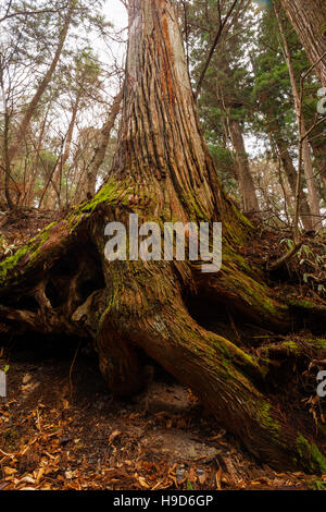 Roots of a coniferous tree in Japan, black and white background pattern ...