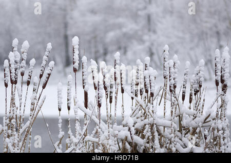 Close-up of typha (cattail) covered in thick snow. Stock Photo