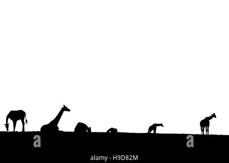 giraffes silhouette gathering in the grass on fota wildlife park in county cork ireland Stock Photo