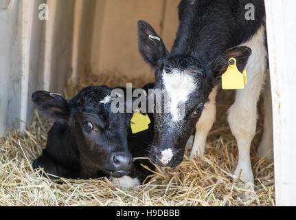 Two young black and white calves, together sitting on straw bedding undercover. Stock Photo