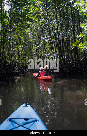 A nature guide kayaking in the mangrove forests of Langkawi. An archipelago of ninety-nine islands clustered off the far north-western tip of Malaysia Stock Photo